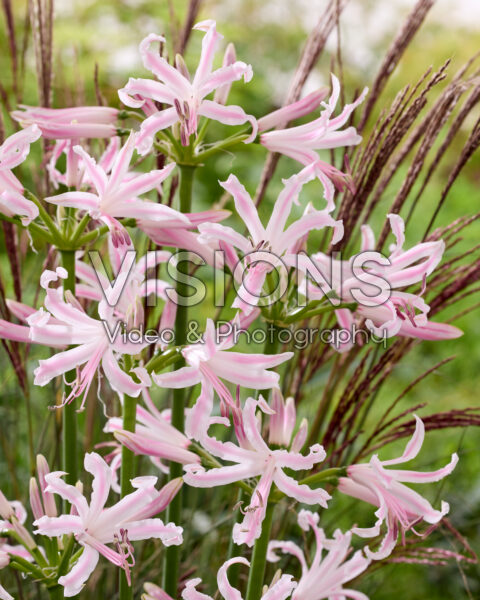 Nerine bowdenii Bernice Nerine bowdenii Bernice