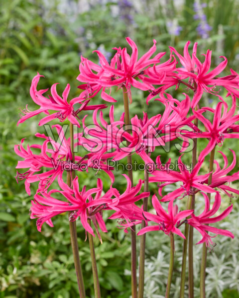 Amarine Belladiva Tomoko Amarine Belladiva Tomoko