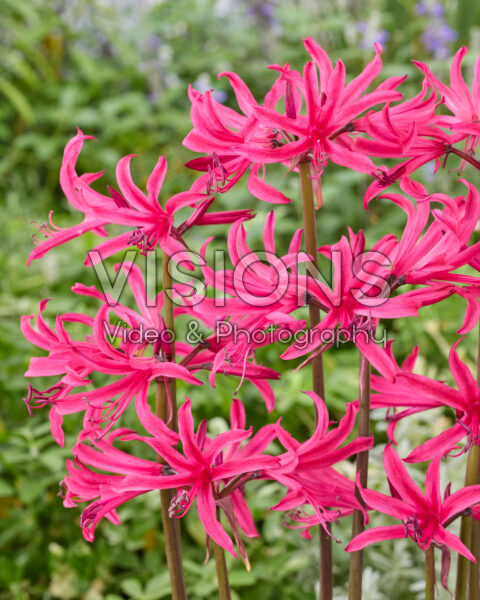 Amarine Belladiva Tomoko Amarine Belladiva Tomoko