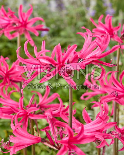 Amarine Belladiva Tomoko Amarine Belladiva Tomoko