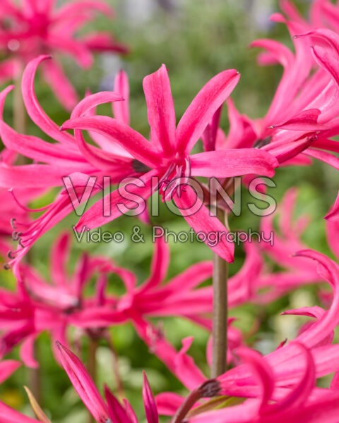 Amarine Belladiva Tomoko