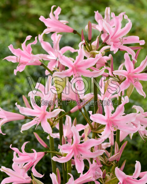 Amarine Belladiva Emanuelle