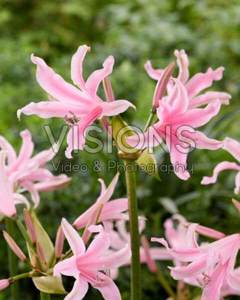 Amarine Belladiva Emanuelle