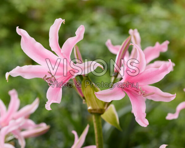 Amarine Belladiva Emanuelle Amarine Belladiva Emanuelle