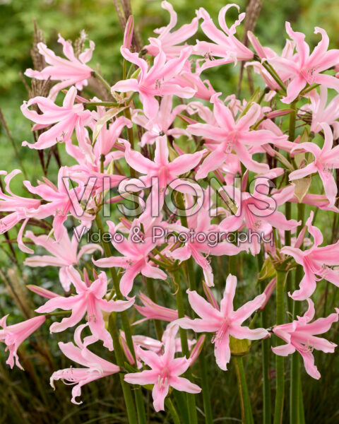 Amarine Belladiva Emanuelle Amarine Belladiva Emanuelle