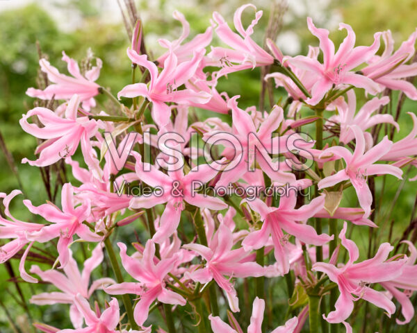 Amarine Belladiva Emanuelle