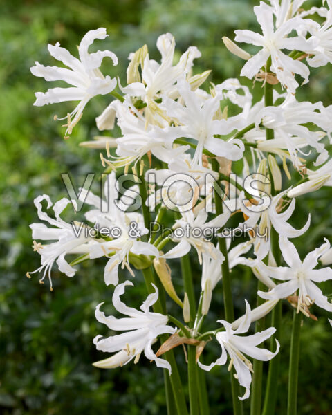 Nerine bowdenii Alba Nerine bowdenii Alba
