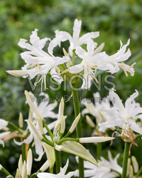 Nerine bowdenii Alba Nerine bowdenii Alba