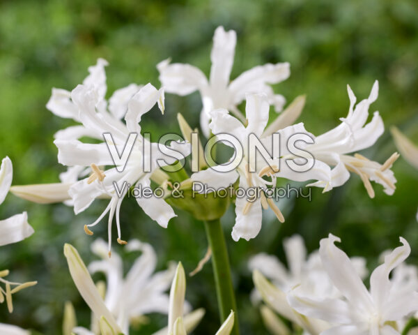 Nerine bowdenii Alba Nerine bowdenii Alba