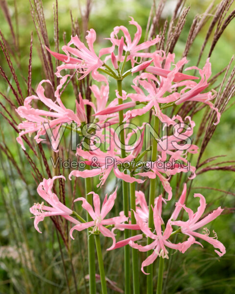 Nerine bowdenii Flugel