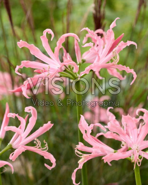 Nerine bowdenii Flugel