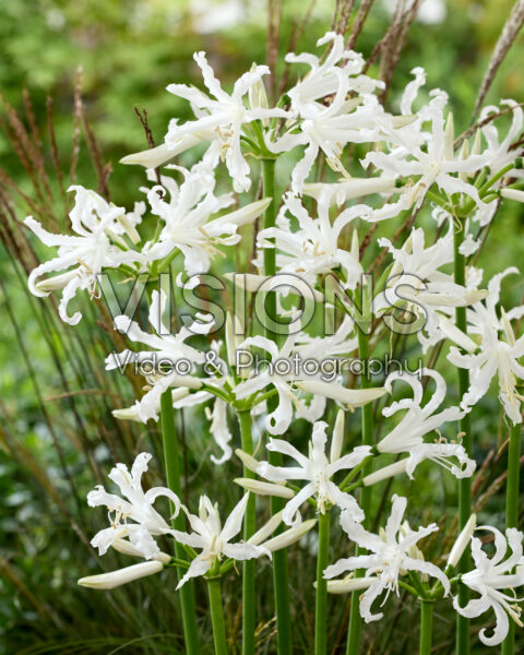 Nerine bowdenii Like a Virgin Nerine bowdenii Like a Virgin