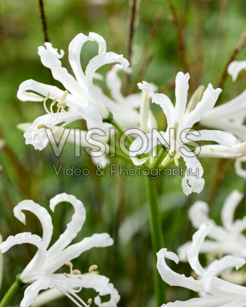 Nerine bowdenii Like a Virgin Nerine bowdenii Like a Virgin