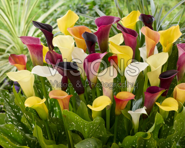 Zantedeschia mix