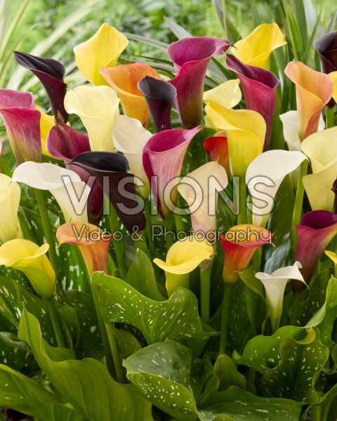 Zantedeschia gemengd Zantedeschia gemengd