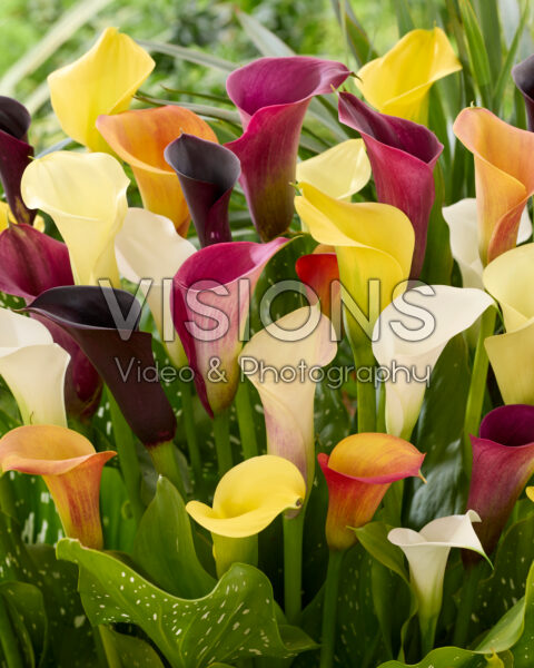 Zantedeschia gemengd Zantedeschia gemengd
