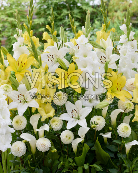 Gemengde zomerbloeiers