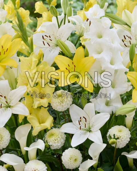 Mixed summer flowers Mixed summer flowers