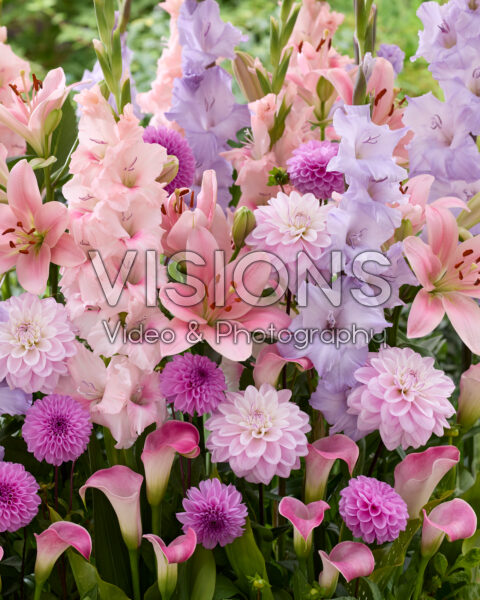 Gemengde zomerbloeiers