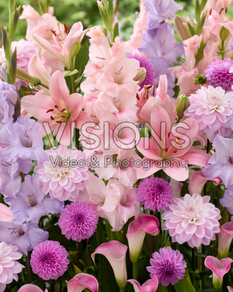 Gemengde zomerbloeiers Gemengde zomerbloeiers