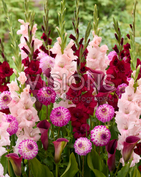 Mixed summer flowers Mixed summer flowers