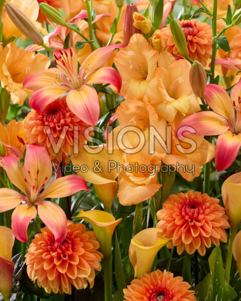 Gemengde zomerbloeiers