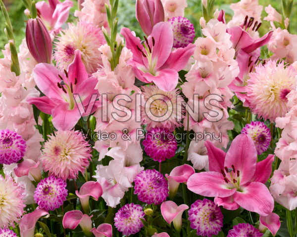 Mixed summer flowers Mixed summer flowers