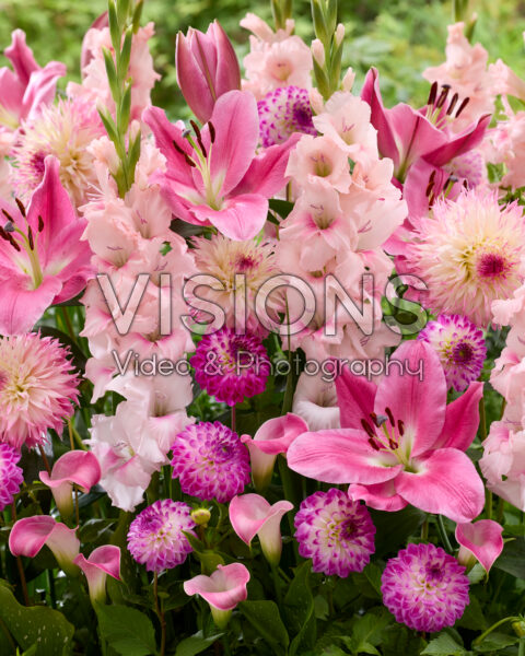 Mixed summer flowers Mixed summer flowers