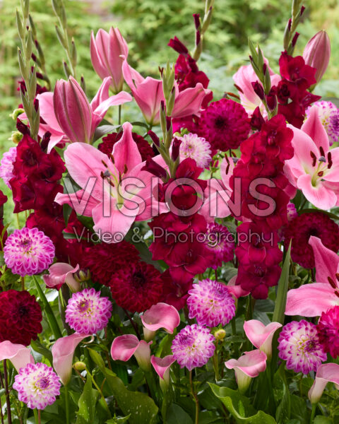 Gemengde zomerbloeiers Gemengde zomerbloeiers