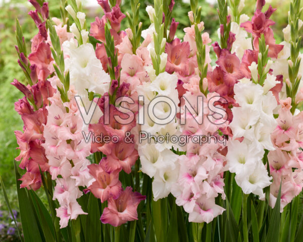 Gladiolus mixed