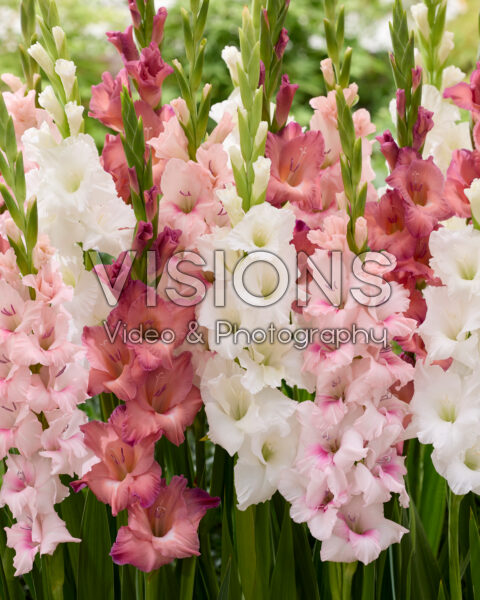 Gladiolus gemengd