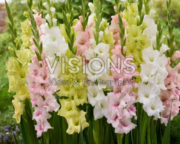 Gladiolus mixed