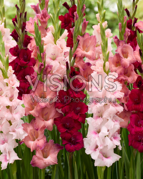 Gladiolus gemengd