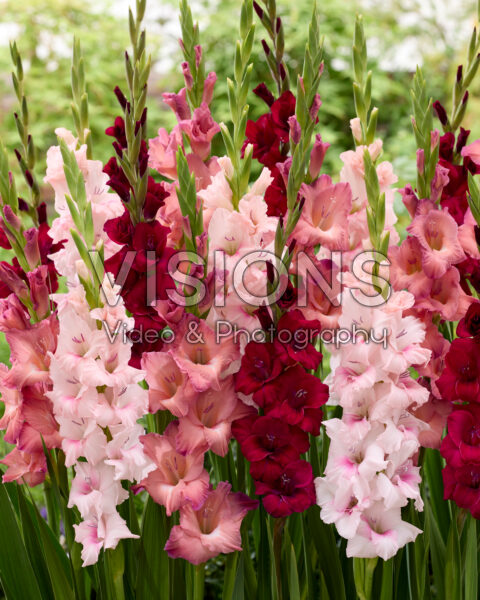 Gladiolus mixed Gladiolus mixed