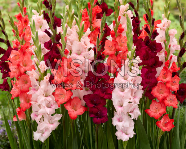 Gladiolus mixed