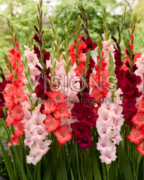 Gladiolus mixed Gladiolus mixed