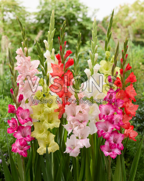 Gladiolus gemengd Gladiolus gemengd