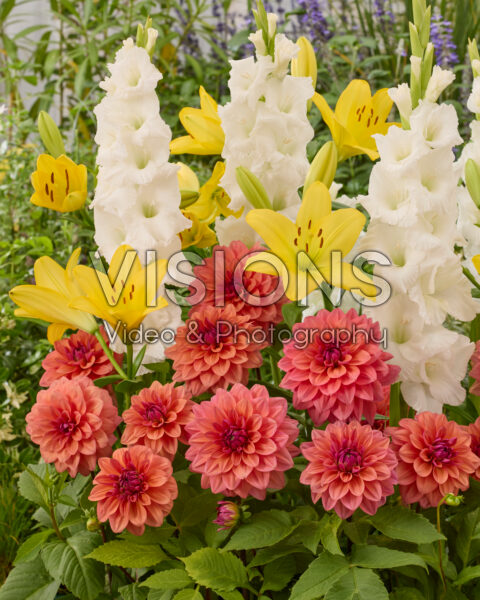 Mixed summer flowers Mixed summer flowers