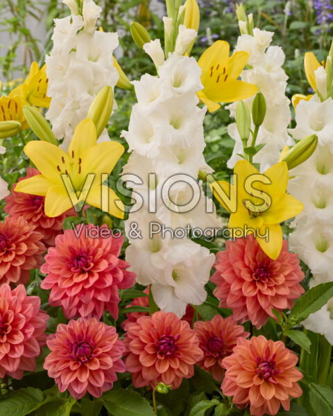 Gemengde zomerbloeiers