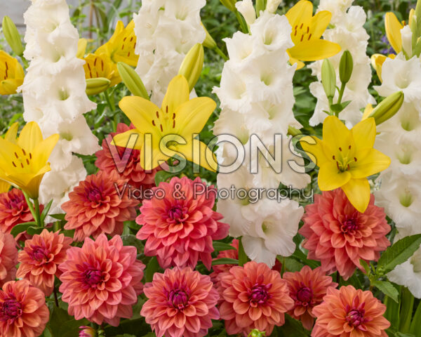 Mixed summer flowers