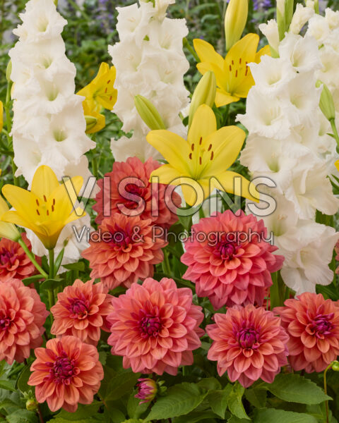 Mixed summer flowers