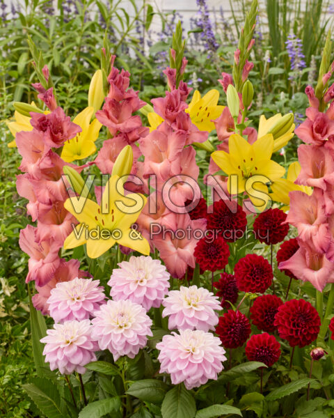 Mixed summer flowers
