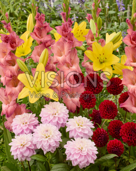 Mixed summer flowers Mixed summer flowers