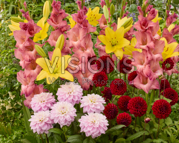 Mixed summer flowers