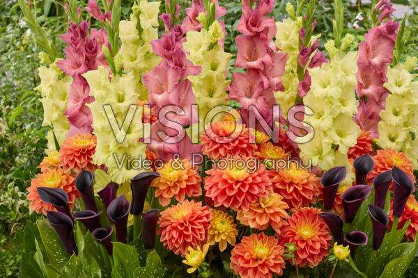 Mixed summer flowers