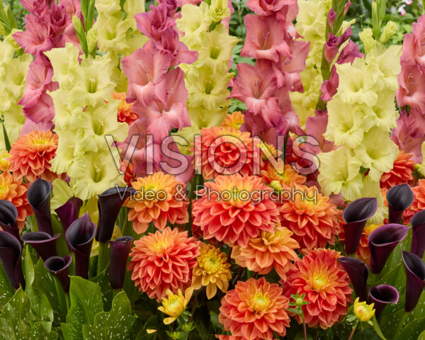 Mixed summer flowers Mixed summer flowers