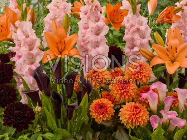 Mixed summer flowers Mixed summer flowers