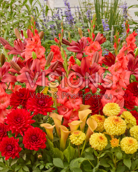 Mixed summer flowers