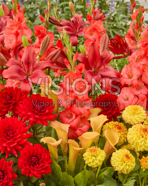 Mixed summer flowers