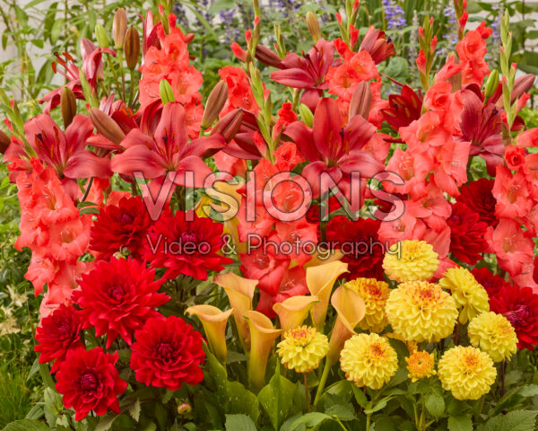 Mixed summer flowers